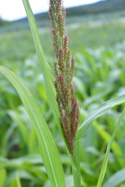 In the field, as weeds among the agricultural crops grow Echinochloa crus-galli
