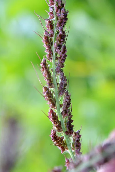 Poli Jak Plevel Mezi Zemědělskými Plodinami Roste Echinochloa Crus Galli — Stock fotografie