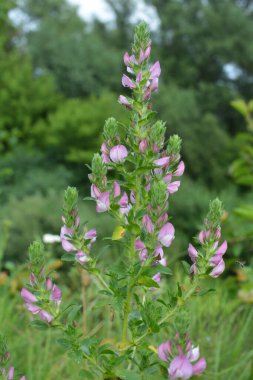 Vahşi doğada, Ononis arvensis çayırda çiçek açar.