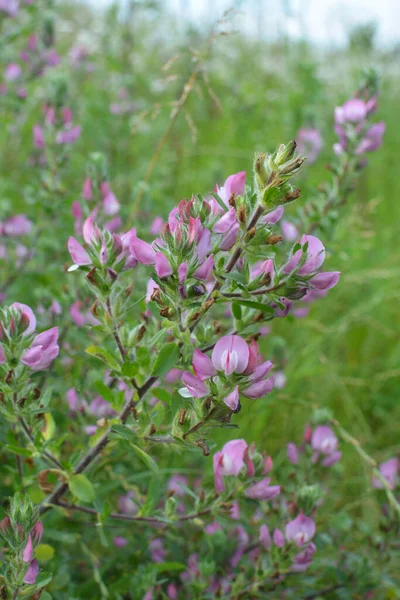 Wild Ononis Arvensis Blooms Meadow — Stock Photo, Image