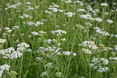 Yarrow (Achillea) otlar arasında vahşi doğada çiçek açar