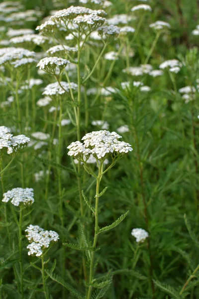 Yarrow (Achillea) otlar arasında vahşi doğada çiçek açar