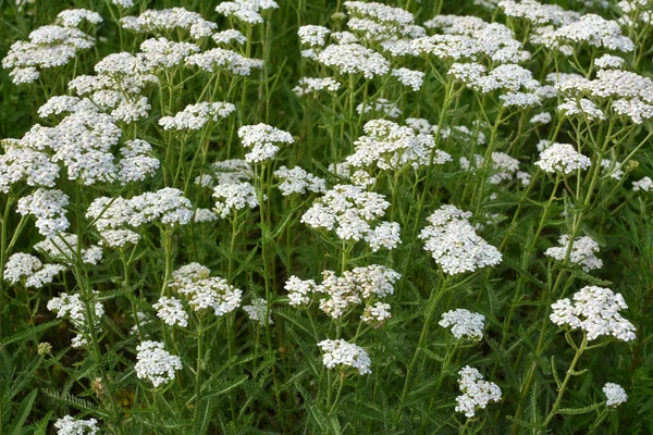 Yarrow (Achillea) otlar arasında vahşi doğada çiçek açar