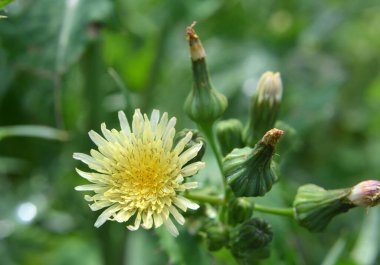 Sarı devedikeni (Sonchus asper) doğada yetişir..