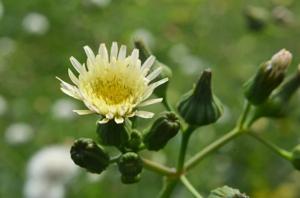 Жовтий Будяк Sonchus Asper Росте Дикій Природі — стокове фото