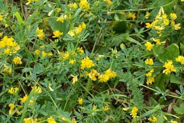 Alfalfa Orağı Medicago Falcata Doğada Çiçek Açar — Stok fotoğraf