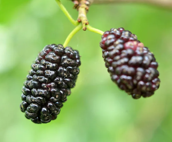 Primer Plano Moras Negras Morus Nigra Maduran Una Rama Árbol — Foto de Stock