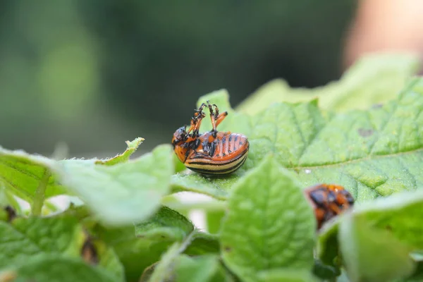 Détruite Doryphore Pomme Terre Sur Une Feuille Pomme Terre Verte — Photo