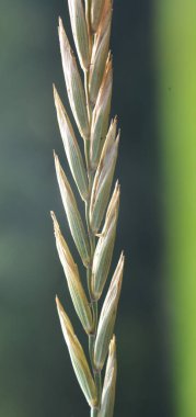 Vahşi doğada, bir kanepe çimeni (Elymus tövbe eder) çayırda mısır gevreği yetişir.