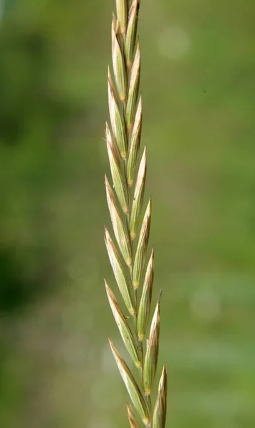 État Sauvage Une Plante Céréalière Elymus Repens Pousse Dans Prairie — Photo