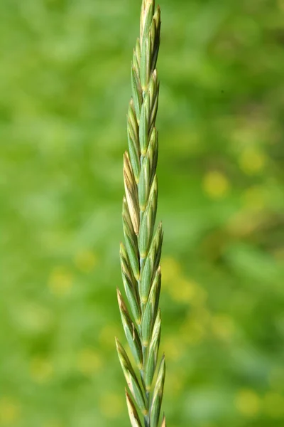 Naturaleza Una Planta Cereal Hierba Sofá Elymus Repens Crece Prado — Foto de Stock