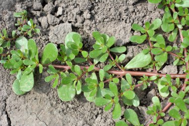 Doğada, toprakta, bir yabani ot gibi purslane yetişir (Portulaca oleracea)
