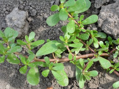 Doğada, toprakta, bir yabani ot gibi purslane yetişir (Portulaca oleracea)
