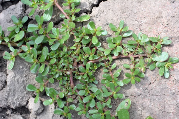Doğada, toprakta, bir yabani ot gibi purslane yetişir (Portulaca oleracea)