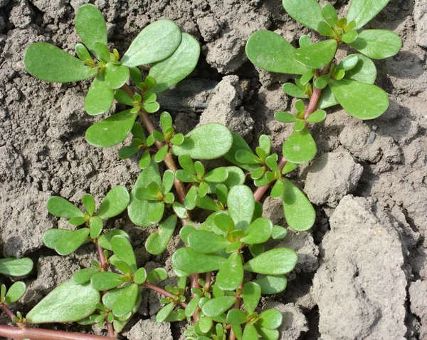 Der Natur Wächst Boden Wie Ein Unkraut Portulak Portulaca Oleracea — Stockfoto