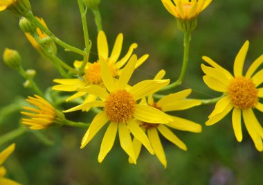 Vahşi doğada, Senecio otların arasında çiçek açar.
