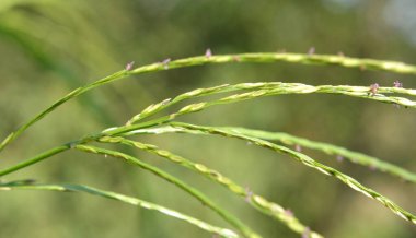 Vahşi doğada, Digitaria sanguinalis tarlada ot gibi yetişir.