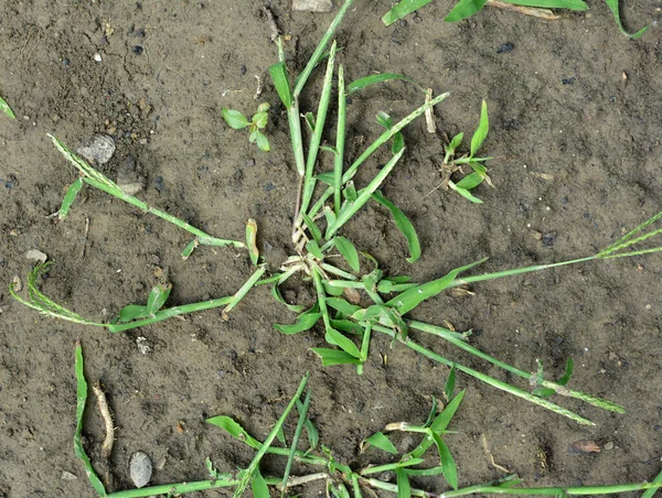 Freier Wildbahn Wächst Digitaria Sanguinalis Auf Dem Feld Wie Ein — Stockfoto