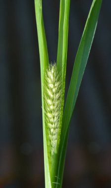 Setaria doğada yetişir..