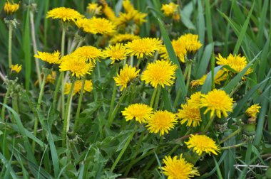 Karahindiba (Taraxacum officinale) baharda vahşi doğada yetişir.