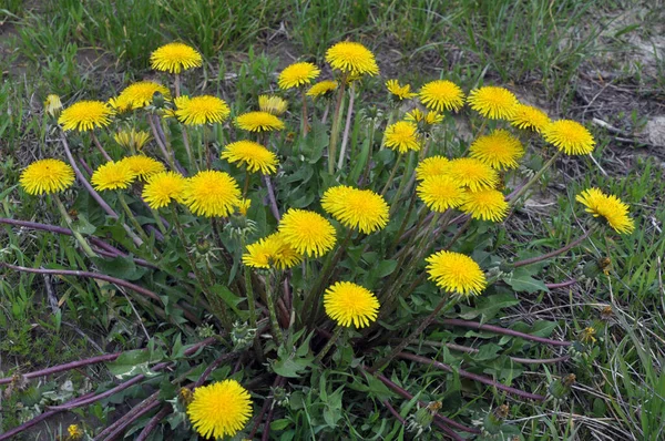 蒲公英 Taraxacum Officinale 春天在野外生长 — 图库照片