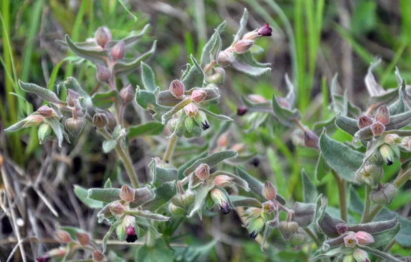 Herbs Wild Nonea Pulla Blooms — Stock Photo, Image