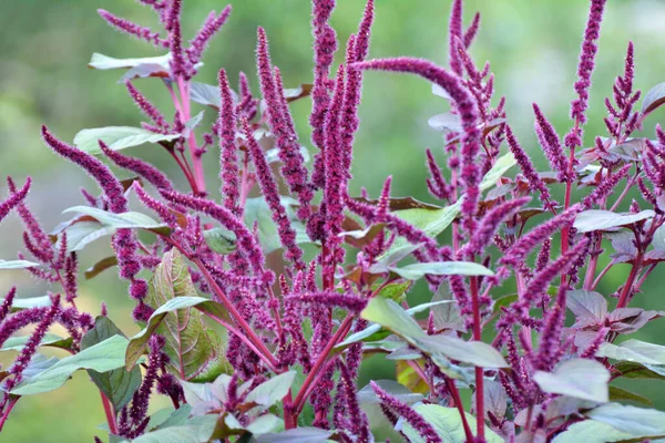 Estate Amaranto Fiorisce Nel Giardino — Foto Stock