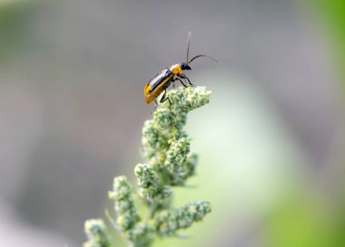 Bitki zararlı bir böcektir - Batı mısır böceği (Diabrotica virgifera virgifera virgifera)
