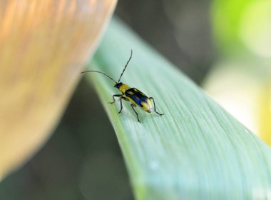 Bitki zararlı bir böcektir - Batı mısır böceği (Diabrotica virgifera virgifera virgifera)