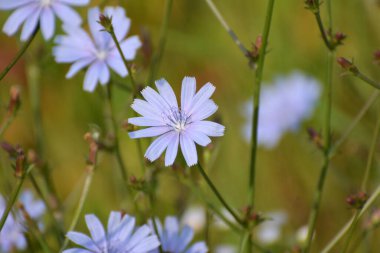 Chicory (Cichorium intybus) yazın vahşi doğada çiçek açar