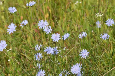 Chicory (Cichorium intybus) yazın vahşi doğada çiçek açar