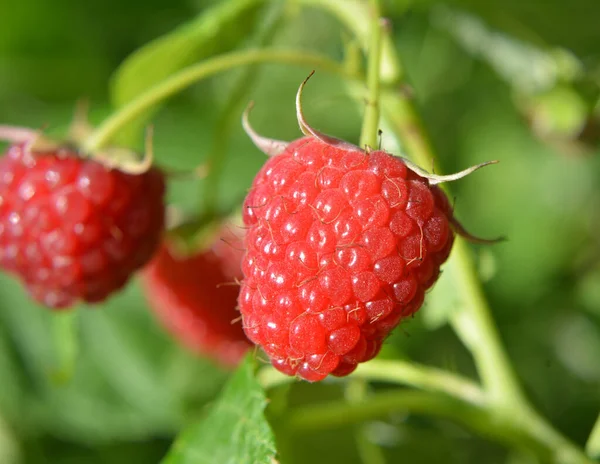 Çalı dalında ahududu ve yeşil yapraklar.