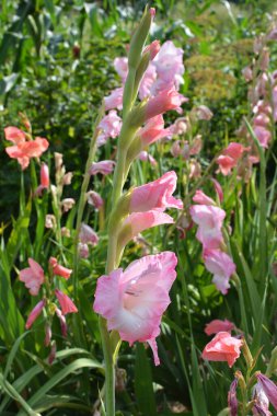 Yazın, gladiolus çiçek tarhında açar.