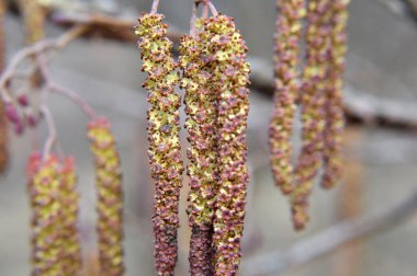 Siyah kızılağaç dalında (Alnus glutinosa) küpelerin infloresanları asılı.