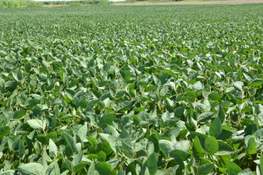 Yazın ortasında bir tarlada soya fasulyesi yetiştirirken.