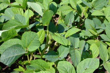 Yazın ortasında bir tarlada soya fasulyesi yetiştirirken.