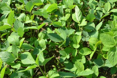 Yazın ortasında bir tarlada soya fasulyesi yetiştirirken.