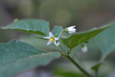 Doğada zehirli böğürtlenlerle bitki yetiştirilir (Solanum nigrum)
