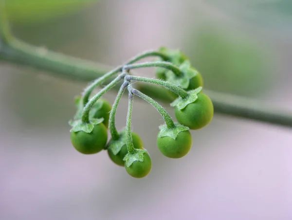 Dans Nature Pousse Plante Avec Des Baies Venimeuses Morelle Solanum — Photo