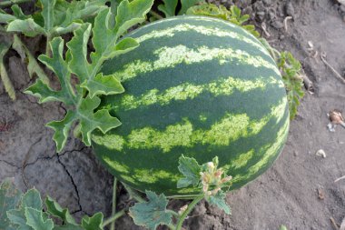 Tarlada, açık arazide olgun karpuzlar.