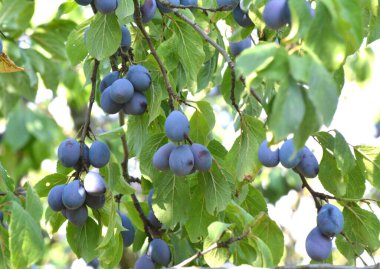 Bahçede olgun eriklerin dalında