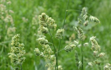 Çayırlarda değerli otlar açar Dactylis glomerata