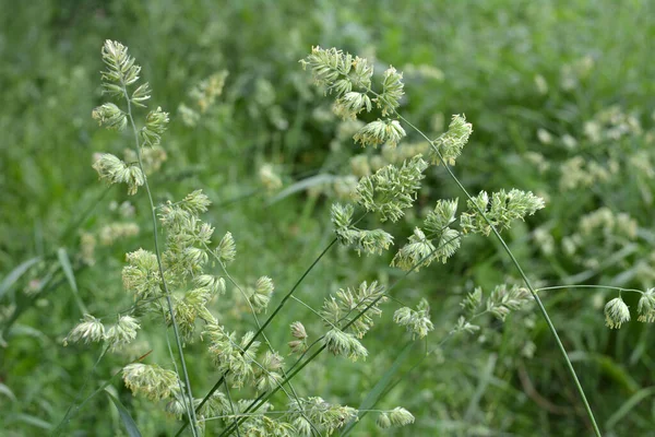 In the meadow blooms valuable fodder grass Dactylis glomerata