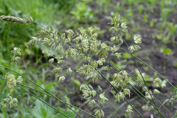 In the meadow blooms valuable fodder grass Dactylis glomerata