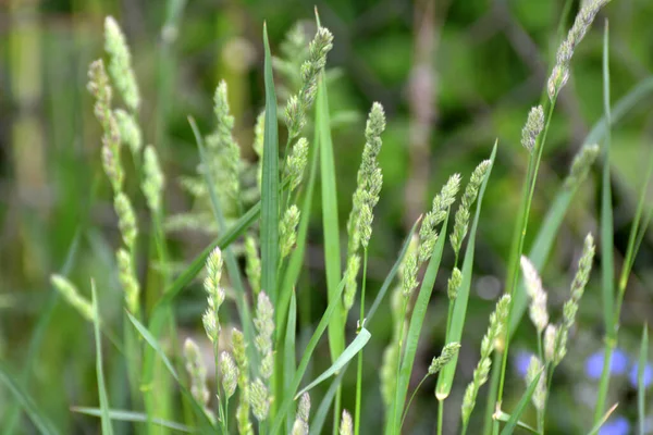 Meadow Blooms Valuable Fodder Grass Dactylis Glomerata — Stock Photo, Image