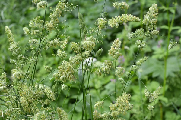 Лугу Цветет Ценная Трава Dactylis Glomerata — стоковое фото