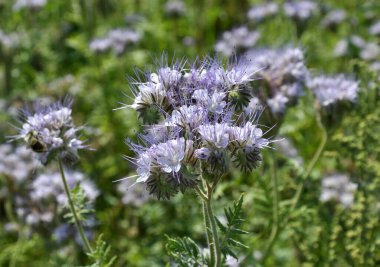 Tarla, arılar için özel bir bal bitkisi olan safra çiçekleri açıyor.