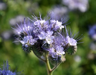 Tarla, arılar için özel bir bal bitkisi olan safra çiçekleri açıyor.