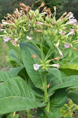 Yeşil yapraklar ve fidanlıkta yetişen bir tütün sapı.