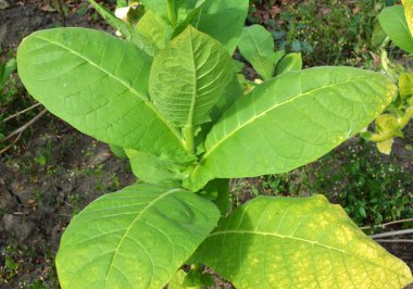 Yeşil yapraklar ve fidanlıkta yetişen bir tütün sapı.